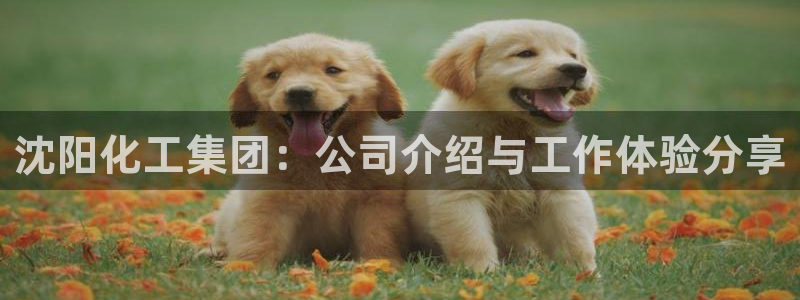 球盟会封号