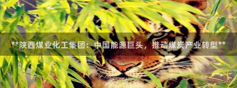 球盟会官方：**陕西煤业化工集团：中国能源巨头，推动煤炭产业