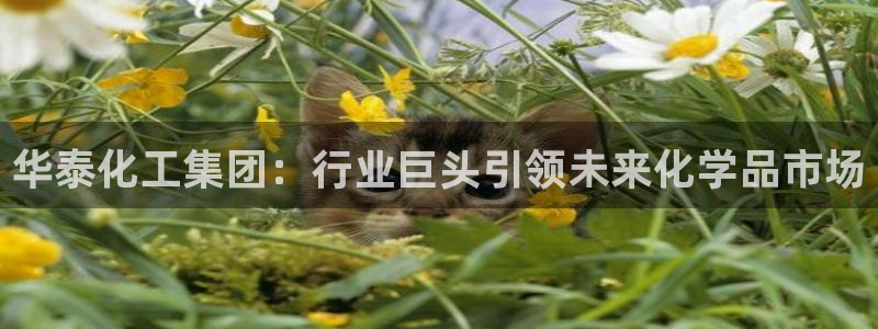 球盟会体育平台：华泰化工集团：行业巨头引领未来化学品市场